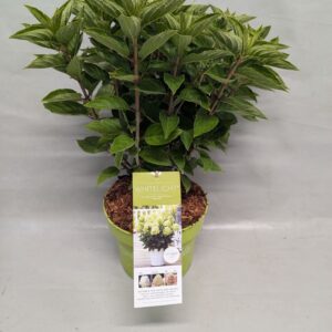 Hydrangea paniculata (Gardenlight) 'Whitelight' 23 cm
(1 Plants/Order)(23cmP 65cmH)