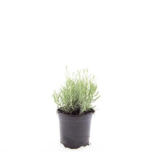 Lavandula angustifolia Hidcote
(8 Plants/Order)(14cmP 25cmH)