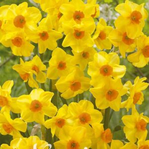Droge Bulbs Narcissus Tazetta Martinette x7 12/+
(10 Plants/Order)(5cmP 35cmH)