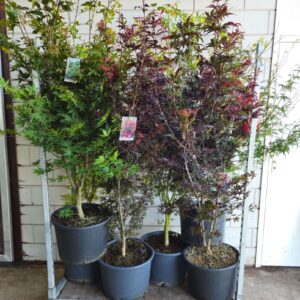 Acer palmatum Bloodgood mix C35/43cm
(1 Plants/Order)(43cmP 170cmH)