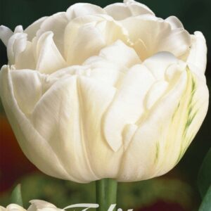 Droge Bulbs Tulipa Double Late Mount Tacoma x 7 12/+
(10 Plants/Order)(20cmP 55cmH)