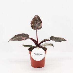 Philodendron Pink Princess
(8 Plants/Order)(12cmP 25cmH)