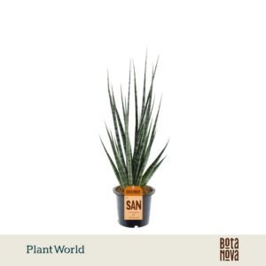 Sansevieria other Digitorum'
(4 Plants/Order)(14cmP 60cmH)