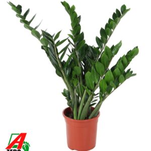 Zamioculcas zamiifolia
(1 Plants/Order)(24cmP 100cmH)