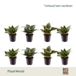 Sansevieria mixed dwarf 7 cm
(16 Plants/Order)(7cmP 15cmH)