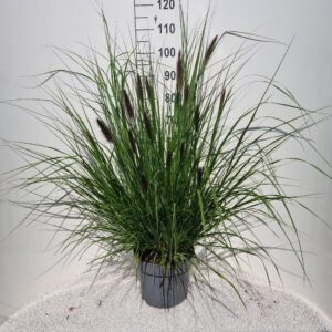Pennisetum alopecuroides Viridescens P26
(1 Plants/Order)(26cmP 90cmH)