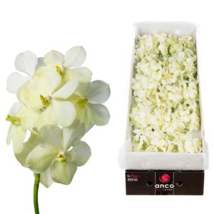 Vanda Tayanee White Vanda 24 spike Tayanee White
(24 Plants/Order)(cmP 20cmH)