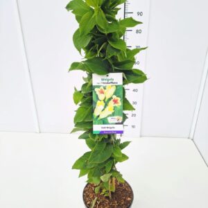 Weigela middendorffiana 60-80C5
(1 Plants/Order)(23cmP 80cmH)