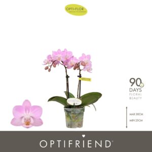Phalaenopsis Multiflora Optifriend Lieke 2 spike
(8 Plants/Order)(7cmP 25cmH)