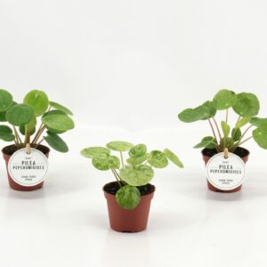 Pilea Pilea Peperomioides mix
(12 Plants/Order)(6cmP 10cmH)