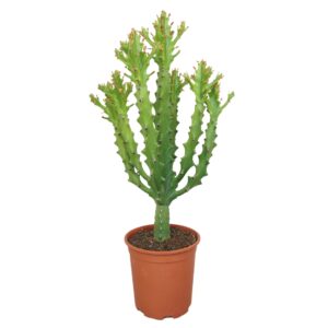 Euphorbia maurentania 24 cm
(2 Plants/Order)(24cmP 70cmH)