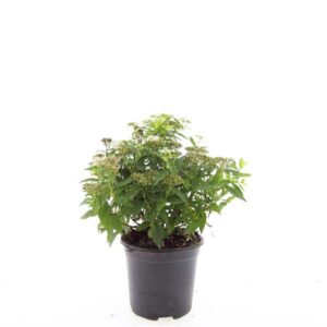 Spiraea japonica Albiflora
(8 Plants/Order)(14cmP 10cmH)