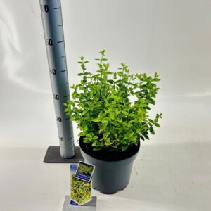 Euonymus fortunei Emerald n Gold
(1 Plants/Order)(23cmP 35cmH)