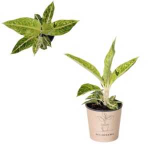 Aglaonema other Aglaonema `Night Sparkie`
(4 Plants/Order)(12cmP 30cmH)