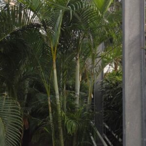 Chrysalidocarpus Dypsis lutescens
(1 Plants/Order)(70cmP 350cmH)