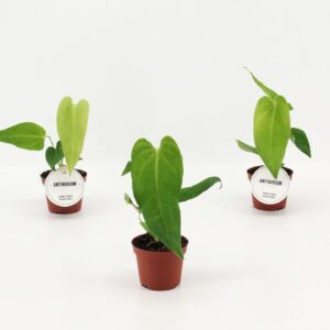 Anthurium Leaf Anthurium Queremalense
(12 Plants/Order)(6cmP 15cmH)