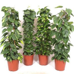 Indoor plants Mixkar gaasrek
(15 Plants/Order)(24cmP 110cmH)