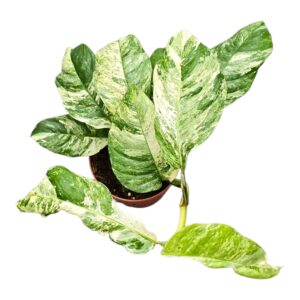 Green plants Rhaphidophora gemeng Rhapidophora Indo. Variegata
(2 Plants/Order)(12cmP 15cmH)
