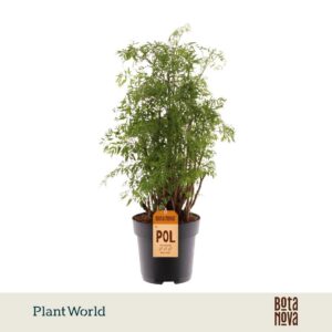 Polyscias fruticosa Hawaiiana Ming busch
(6 Plants/Order)(17cmP 55cmH)