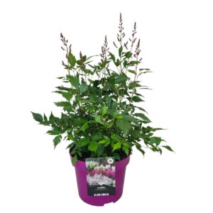 Astilbe Elisabeth From Veen'
(1 Plants/Order)(23cmP 60cmH)