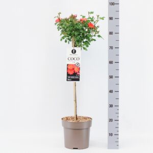 Rosa (M) Coco stam 50, C6
(1 Plants/Order)(24cmP 70cmH)