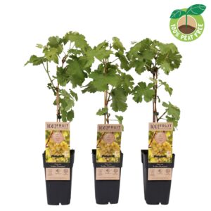 Vitis Golden Champion vinifera P15
(10 Plants/Order)(15cmP 50cmH)