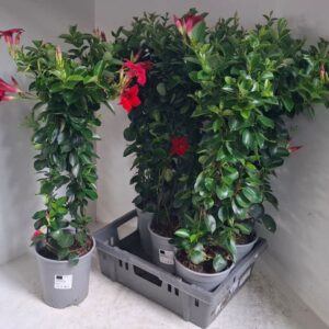 Mandevilla Sundaville Red Mandeville red 19 cm pyramid
(1 Plants/Order)(19cmP 75cmH)
