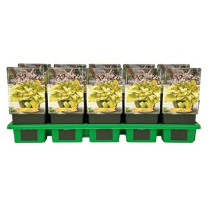 Hosta x fortunei Ki Ren Jyaku' P11
(10 Plants/Order)(11cmP 25cmH)