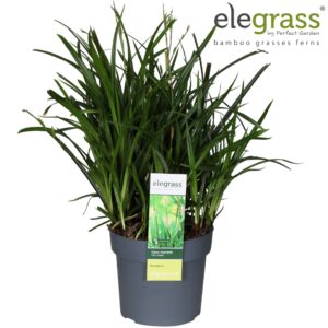 Siergrassen mix Carex 'Irish Green' P19
(1 Plants/Order)(19cmP 50cmH)