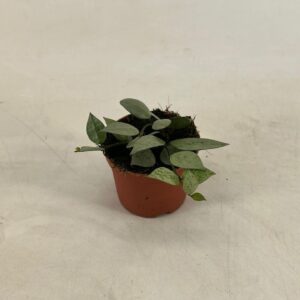 Hoya lacunosa Hoya lacunosa MINT P9
(12 Plants/Order)(9cmP 5cmH)