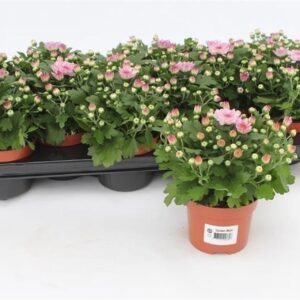 Chrysanthemum Braque Pink Chrysanthemum Gardenmum Pink
(12 Plants/Order)(10.5cmP 17cmH)
