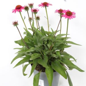 Echinacea purpurea Mooodz Courage
(6 Plants/Order)(17cmP 35cmH)