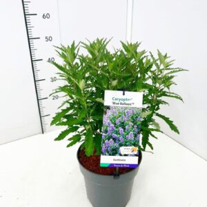 Caryopteris x clandonensis Blue Balloon' C5
(1 Plants/Order)(23cmP 60cmH)
