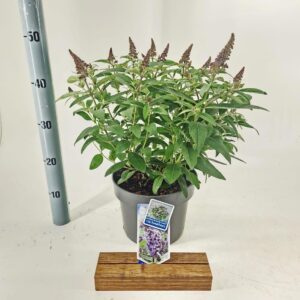 Buddleja Butterfly Candy lilac Sweet d. ('BotEx 002'PBR)
(1 Plants/Order)(23cmP 45cmH)
