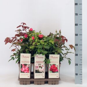 Rosa other Parfuma Duftrosen (TH/F) mix, C3
(6 Plants/Order)(17cmP 20cmH)