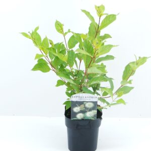 Cephalanthus occidentalis
(6 Plants/Order)(17cmP 40cmH)