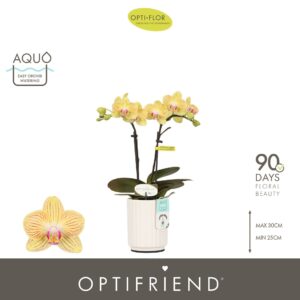 Phalaenopsis Multiflora Optifriend Stella 2 spike in Molise White Aquo
(6 Plants/Order)(7cmP 25cmH)