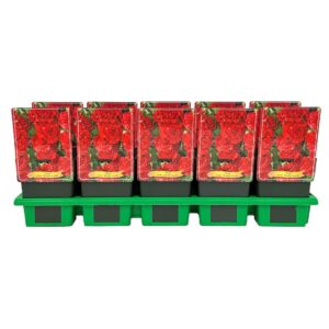 Alcea rosea 'Double Scarlet' P11
(10 Plants/Order)(11cmP 25cmH)