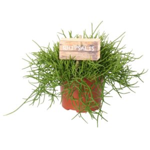 Rhipsalis cassutha 10,5 cm
(8 Plants/Order)(10.5cmP 15cmH)