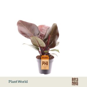 Philodendron Cherry red
(10 Plants/Order)(12cmP 30cmH)