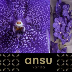 Vanda Sunanda Blueberry Smoothie Vanda Sunanda Blueberry Smoothie
(16 Plants/Order)(cmP 20cmH)