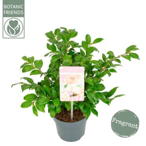 Camellia other pink ja.'Winter Perfume Pearl'® Premium
(6 Plants/Order)(15cmP 35cmH)