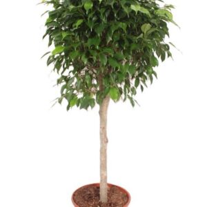 Ficus gevlochten stam Columnar
(1 Plants/Order)(30cmP 140cmH)