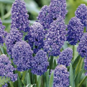 Droge Bulbs Muscari Armeniacum Artist x15 8/9
(10 Plants/Order)(5cmP 20cmH)