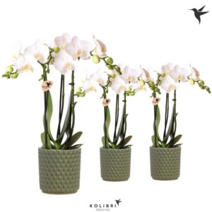 Phalaenopsis Multiflora white 3 spike in Diamond Pot green
(8 Plants/Order)(9cmP 40cmH)