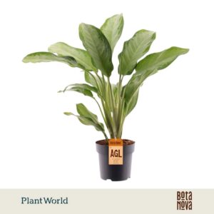 Aglaonema Cleopatra
(3 Plants/Order)(21cmP 70cmH)