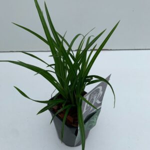 Carex morrowii Irisch Green'
(10 Plants/Order)(13cmP 25cmH)
