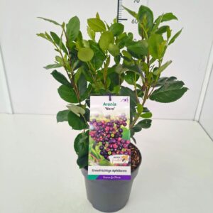 Aronia prunifolia Nero' 40-60C5
(1 Plants/Order)(23cmP 70cmH)