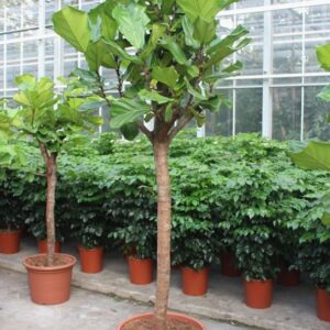 Ficus lyrata
(1 Plants/Order)(55cmP 260cmH)