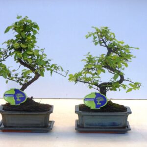 Bonsai Sageretia theezans, 20cm., shape, with drip tray
(6 Plants/Order)(20cmP 35cmH)